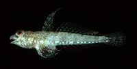 Pygmy dragonet (Diplogrammus pygmaeus)