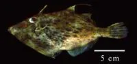 Pygmy filefish (Stephanolepis setifer)