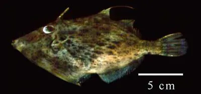 Pygmy filefish (Stephanolepis setifer)