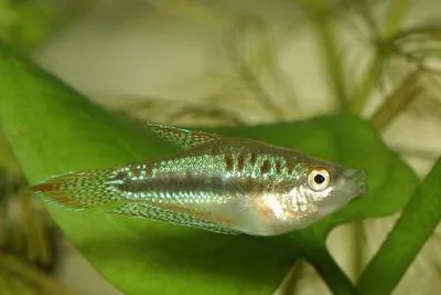 Pygmy gourami (Trichopsis pumila)