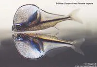 Pygmy hatchetfish (Carnegiella myersi)