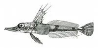 Pygmy icefish (Channichthys irinae)