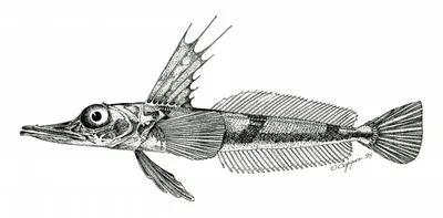 Pygmy icefish (Channichthys irinae)