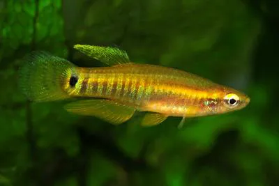Pygmy killifish (Leptolucania ommata)