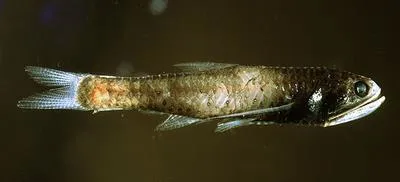 Pygmy lanternfish (Lampanyctus pusillus)