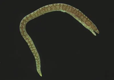 Pygmy moray (Anarchias similis)