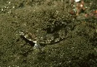 Pygmy poacher (Odontopyxis trispinosa)