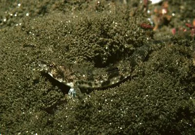 Pygmy poacher (Odontopyxis trispinosa)
