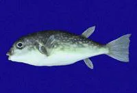 Pygmy puffer (Sphoeroides trichocephalus)