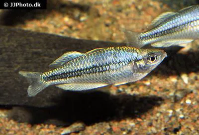 Pygmy rainbowfish (Melanotaenia pygmaea)