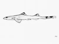 Pygmy ribbontail catshark (Eridacnis radcliffei)