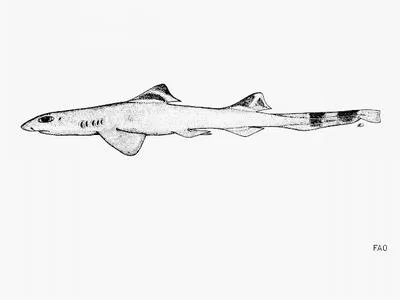 Pygmy ribbontail catshark (Eridacnis radcliffei)