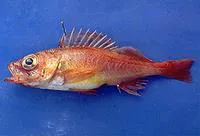 Pygmy rockfish (Sebastes wilsoni)