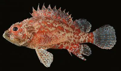 Pygmy scorpionfish (Scorpaenodes scaber)