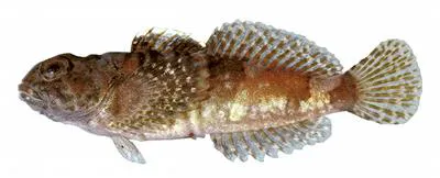 Pygmy sculpin (Cottus paulus)