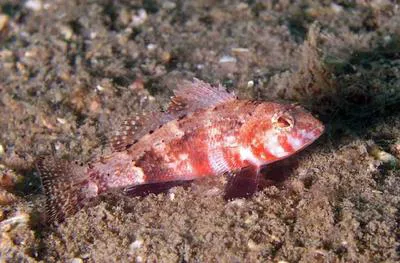 Pygmy sea bass (Serraniculus pumilio)