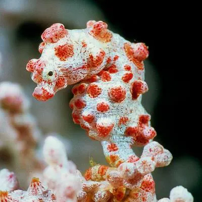 Pygmy seahorse (Hippocampus bargibanti)