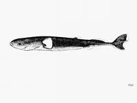 Pygmy shark (Euprotomicrus bispinatus)