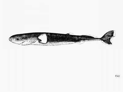 Pygmy shark (Euprotomicrus bispinatus)