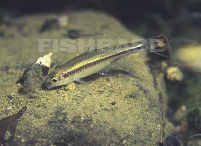 Pygmy shiner (Notropis tropicus)