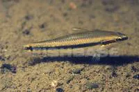 Pygmy sleeper (Hemieleotris latifasciata)
