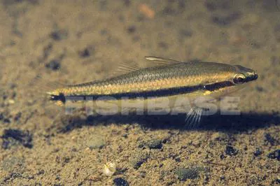 Pygmy sleeper (Hemieleotris latifasciata)