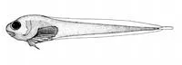 Pygmy snailfish (Lipariscus nanus)