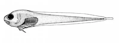 Pygmy snailfish (Lipariscus nanus)