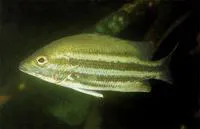 Pygmy snapper (Lutjanus maxweberi)