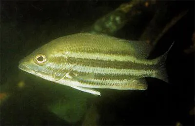 Pygmy snapper (Lutjanus maxweberi)