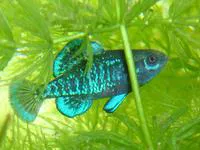 Pygmy sunfish (Elassoma gilberti)