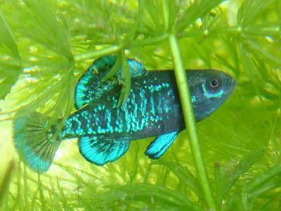 Pygmy sunfish (Elassoma gilberti)