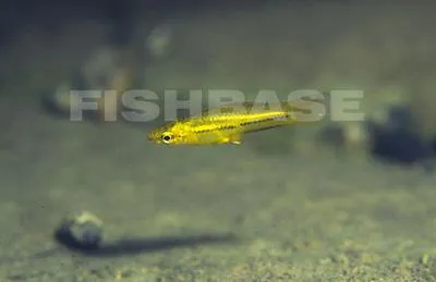 Pygmy swordtail (Xiphophorus pygmaeus)