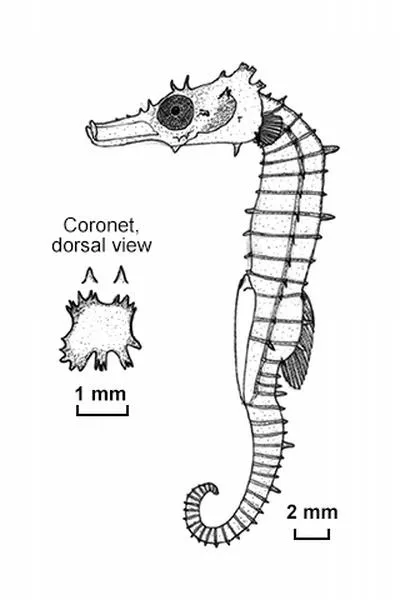 Pygmy thorny seahorse (Hippocampus pusillus)
