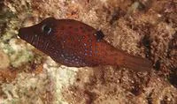 Pygmy toby (Canthigaster pygmaea)