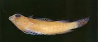 Pygmy triplefin (Enneapterygius nanus)