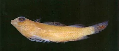 Pygmy triplefin (Enneapterygius nanus)