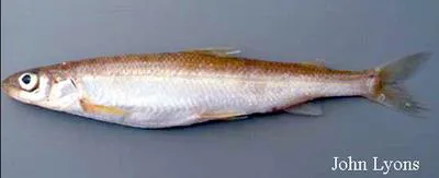 Pygmy whitefish (Prosopium coulterii)