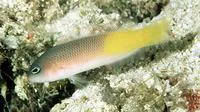 Pyle's dottyback (Pseudochromis pylei)