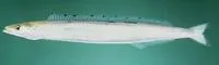 Pyle's sand lance (Ammodytoides pylei)