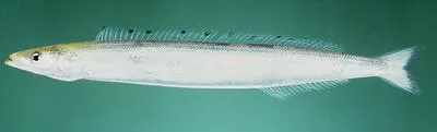 Pyle's sand lance (Ammodytoides pylei)