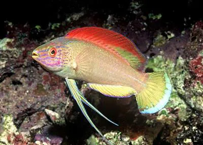 Pyle's wrasse (Cirrhilabrus pylei)