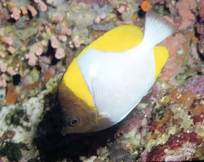 Pyramid butterflyfish (Hemitaurichthys polylepis)