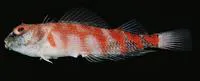 Pyramid triplefin (Enneapterygius pyramis)