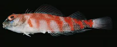 Pyramid triplefin (Enneapterygius pyramis)