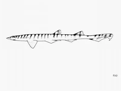 Quagga catshark (Halaelurus quagga)