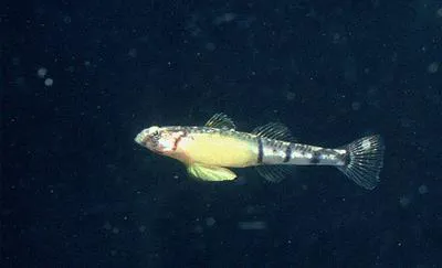 Quagga goby (Pomatoschistus quagga)