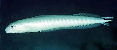 Quakerfish (Malacanthus brevirostris)