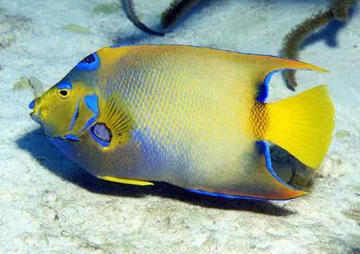 Queen angelfish (Holacanthus ciliaris)