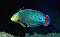 Queen coris (Coris formosa)
